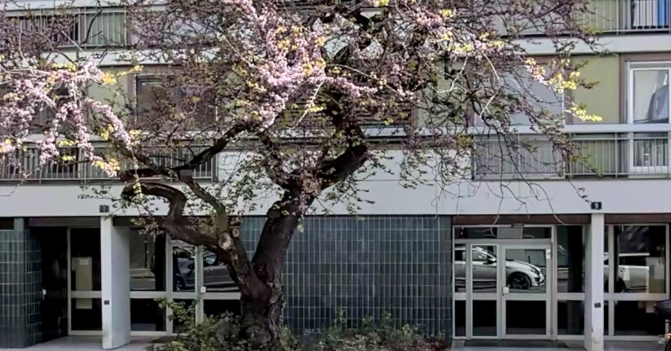 Fachada del edificio del 9 rue François Albert, en Nantes, con la puerta de entrada acristalada a la derecha del árbol en flor